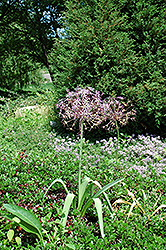 Star Of Persia Onion (Allium christophii) at A Very Successful Garden Center