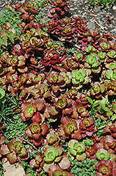 Queen Elizabeth Stonecrop (Sedum spurium 'Queen Elizabeth') at A Very Successful Garden Center