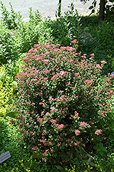 Crispleaf Spirea (Spiraea bullata 'Crispifolia') at Stonegate Gardens