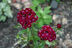 Sweet William (Dianthus barbatus) at A Very Successful Garden Center