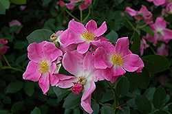 Nearly Wild Rose (Rosa 'Nearly Wild') at A Very Successful Garden Center