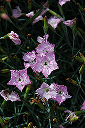 Cheddar Pinks (Dianthus gratianopolitanus) at A Very Successful Garden Center
