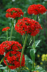 Maltese Cross (Lychnis chalcedonica) at A Very Successful Garden Center