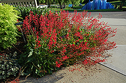 Ruby Mist Coral Bells (Heuchera 'Ruby Mist') at A Very Successful Garden Center