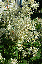 White Fleeceflower (Persicaria polymorpha) at Stonegate Gardens