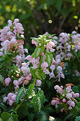 Shell Pink Spotted Dead Nettle (Lamium maculatum 'Shell Pink') at Lakeshore Garden Centres