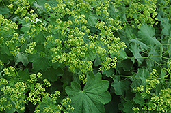 Lady's Mantle (Alchemilla mollis) at The Mustard Seed