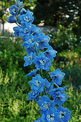 Pacific Giant Summer Skies Larkspur (Delphinium 'Summer Skies') at A Very Successful Garden Center