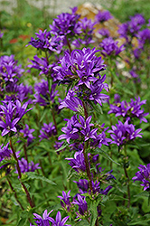 Clustered Bellflower (Campanula glomerata) at A Very Successful Garden Center