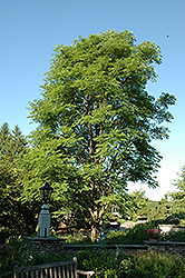 Stately Manor Kentucky Coffeetree (Gymnocladus dioicus 'Stately Manor') at A Very Successful Garden Center