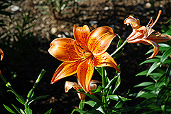 Earlibird Lily (Lilium 'Earlibird') at A Very Successful Garden Center