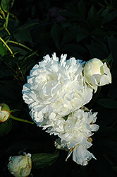 Argentine Peony (Paeonia 'Argentine') at A Very Successful Garden Center
