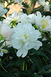 Lotus Queen Peony (Paeonia 'Lotus Queen') at A Very Successful Garden Center