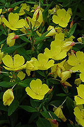 Yellow Sundrops (Oenothera tetragona) at A Very Successful Garden Center