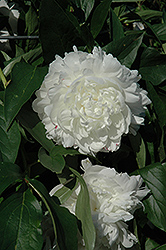 Rose Marie Lins Peony (Paeonia 'Rose Marie Lins') at Lakeshore Garden Centres
