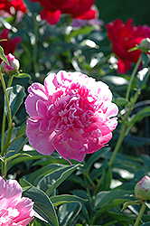 Bouquet Perfect Peony (Paeonia 'Bouquet Perfect') at Stonegate Gardens