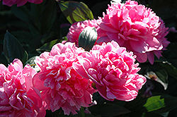 J.H. Wigell Peony (Paeonia 'J.H. Wigell') at Stonegate Gardens