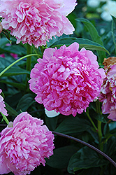 Pink Jazz Peony (Paeonia 'Pink Jazz') at A Very Successful Garden Center