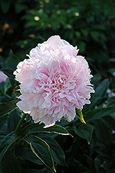 Dinner Plate Peony (Paeonia 'Dinner Plate') at A Very Successful Garden Center