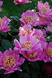 Dignity Peony (Paeonia 'Dignity') at Stonegate Gardens