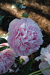 Shirley Temple Peony (Paeonia 'Shirley Temple') at Golden Acre Home & Garden