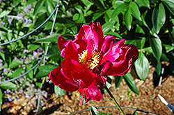 Florence Bruss Peony (Paeonia 'Florence Bruss') at Lakeshore Garden Centres
