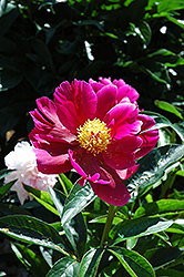 President Lincoln Peony (Paeonia 'President Lincoln') at Stonegate Gardens