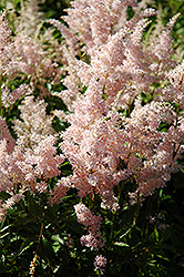 Europa Astilbe (Astilbe japonica 'Europa') at A Very Successful Garden Center