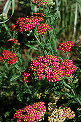 Fanal Yarrow (Achillea millefolium 'Fanal') at A Very Successful Garden Center