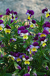 Johnny Jump-Up (Viola tricolor) at Stonegate Gardens