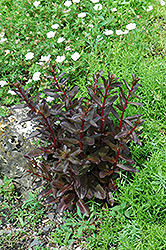 Purple Showy Stonecrop (Sedum telephium 'Atropurpurea') at Lakeshore Garden Centres