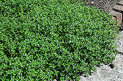 Spanish Thyme (Thymus nummularius) at Lakeshore Garden Centres