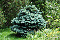 Globe Blue Spruce (Picea pungens 'Globosa') at The Mustard Seed