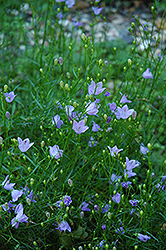 Flax Bellflower (Campanula linifolia) at A Very Successful Garden Center