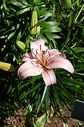 Corsica Lily (Lilium 'Corsica') at A Very Successful Garden Center