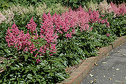 Rheinland Astilbe (Astilbe japonica 'Rheinland') at Stonegate Gardens