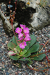Bitterroot (Lewisia cotyledon) at A Very Successful Garden Center