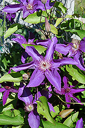 Lady Betty Balfour Clematis (Clematis 'Lady Betty Balfour') at Lakeshore Garden Centres