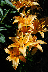 Buff Pixie Lily (Lilium 'Buff Pixie') at Stonegate Gardens