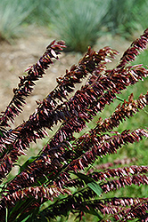 Red Spire Melic Grass (Melica transylvanica 'Red Spire') at Lakeshore Garden Centres