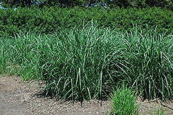 Silberturm Maiden Grass (Miscanthus sinensis 'Silberturm') at A Very Successful Garden Center