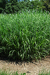 Silver Feather Maiden Grass (Miscanthus sinensis 'Silver Feather') at The Mustard Seed