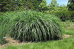 Blondo Maiden Grass (Miscanthus sinensis 'Blondo') at A Very Successful Garden Center