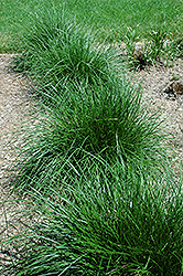 Tufted Hair Grass (Deschampsia cespitosa) at The Mustard Seed