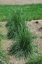 Schottland Hair Grass (Deschampsia cespitosa 'Schottland') at Stonegate Gardens
