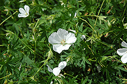White Cranesbill (Geranium sanguineum 'Album') at A Very Successful Garden Center