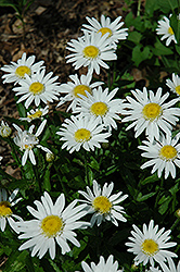 Angel Shasta Daisy (Leucanthemum x superbum 'Angel') at A Very Successful Garden Center