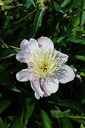 Nippon Gold Peony (Paeonia 'Nippon Gold') at A Very Successful Garden Center
