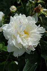 Mary Lins Peony (Paeonia 'Mary Lins') at A Very Successful Garden Center
