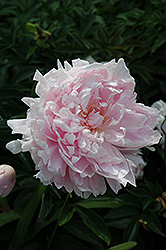 Dolorodell Peony (Paeonia 'Dolorodell') at Lakeshore Garden Centres